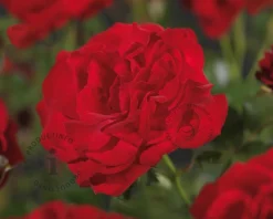 Rosa 'Nina Weibull'