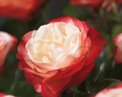 Rosa 'Nostalgie'