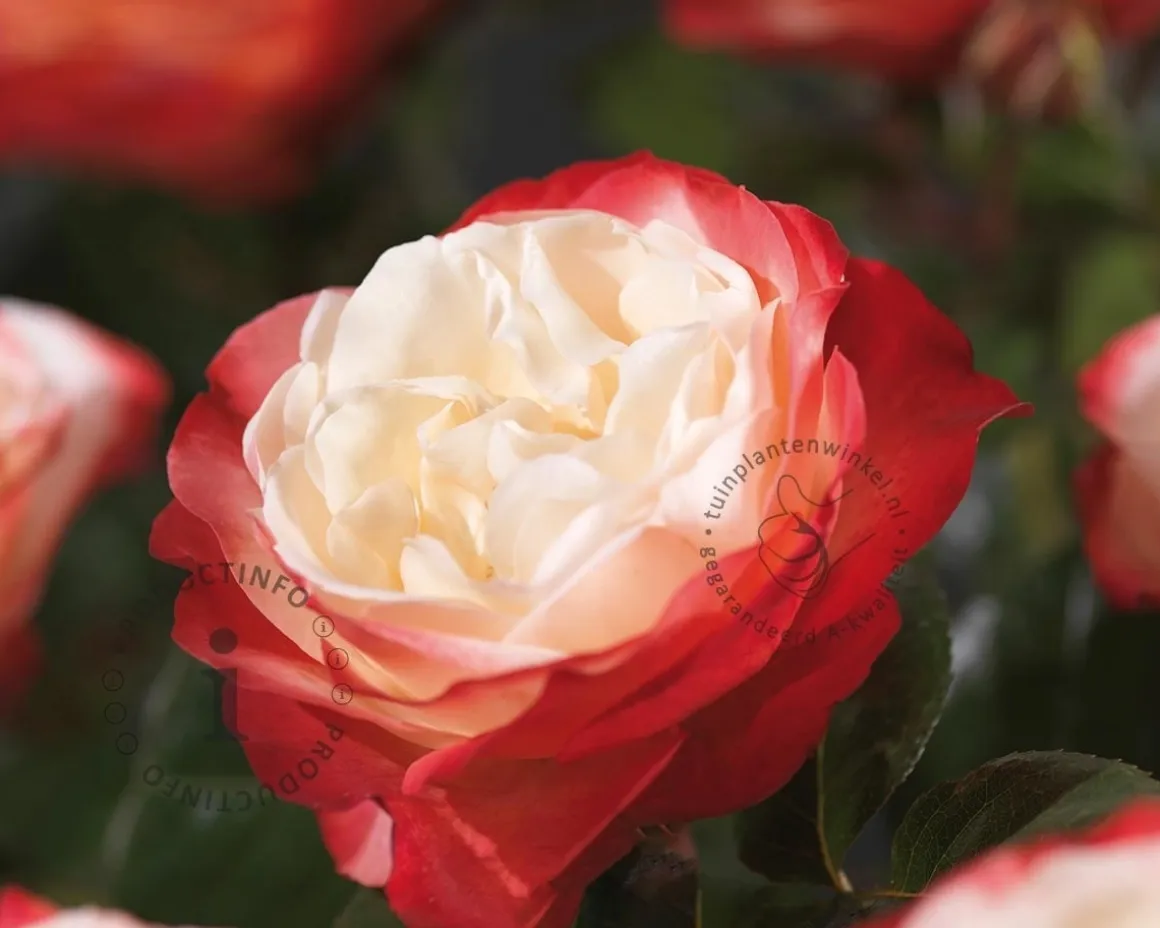 Rosa 'Nostalgie'