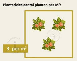 Rosa 'Nostalgie'