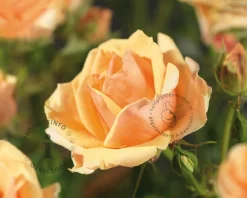 Rosa 'Olympic Palace' - op stam