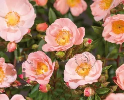 Rosa 'Open Arms' - op stam