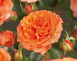 Rosa 'Orange Meilove'