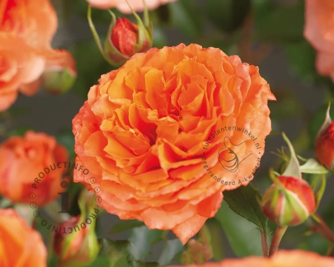 Rosa 'Orange Meilove'