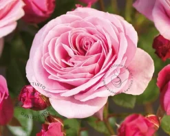 Rosa 'Our Last Summer'