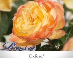 Rosa 'Oxford'