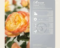 Rosa 'Oxford'