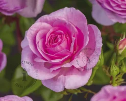Rosa 'Ozeana'