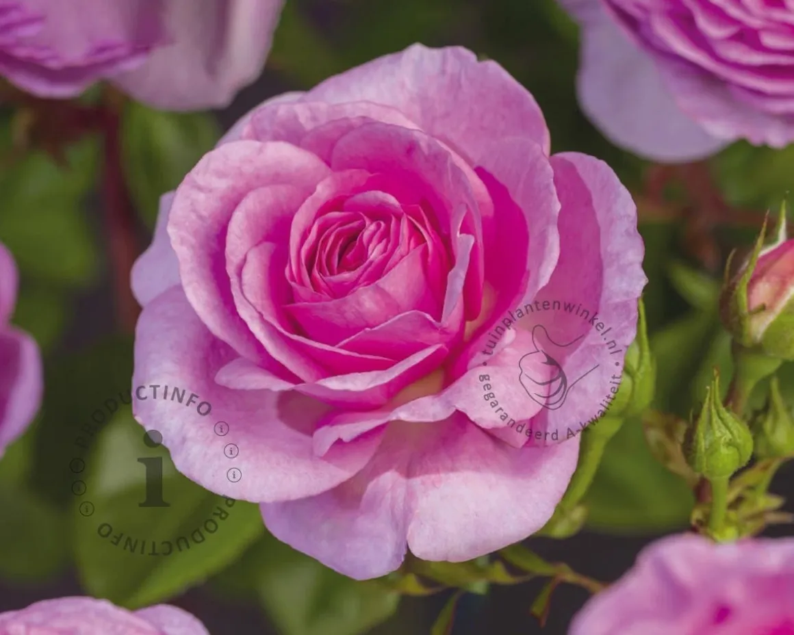 Rosa 'Ozeana'