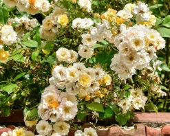 Rosa 'Pas de Deux'