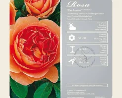 Rosa 'Pat Austin' - op stam