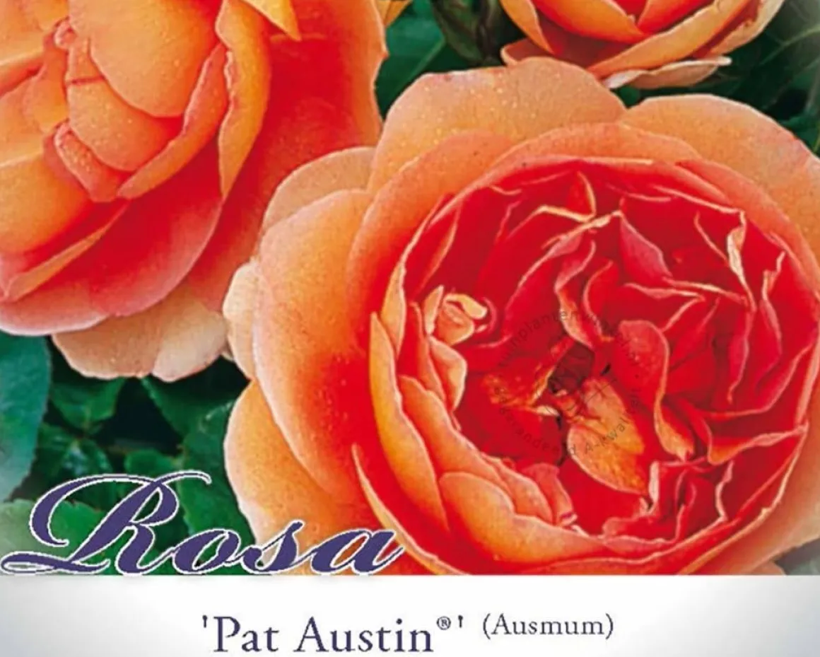 Rosa 'Pat Austin' - op stam
