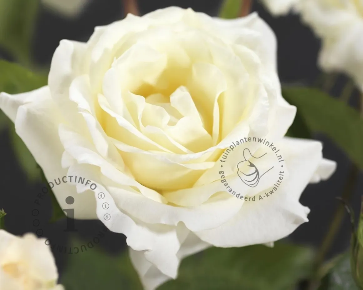 Rosa 'Paul's Lemon Pillar'