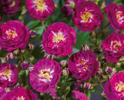 Rosa 'Perennial Blue' - op stam