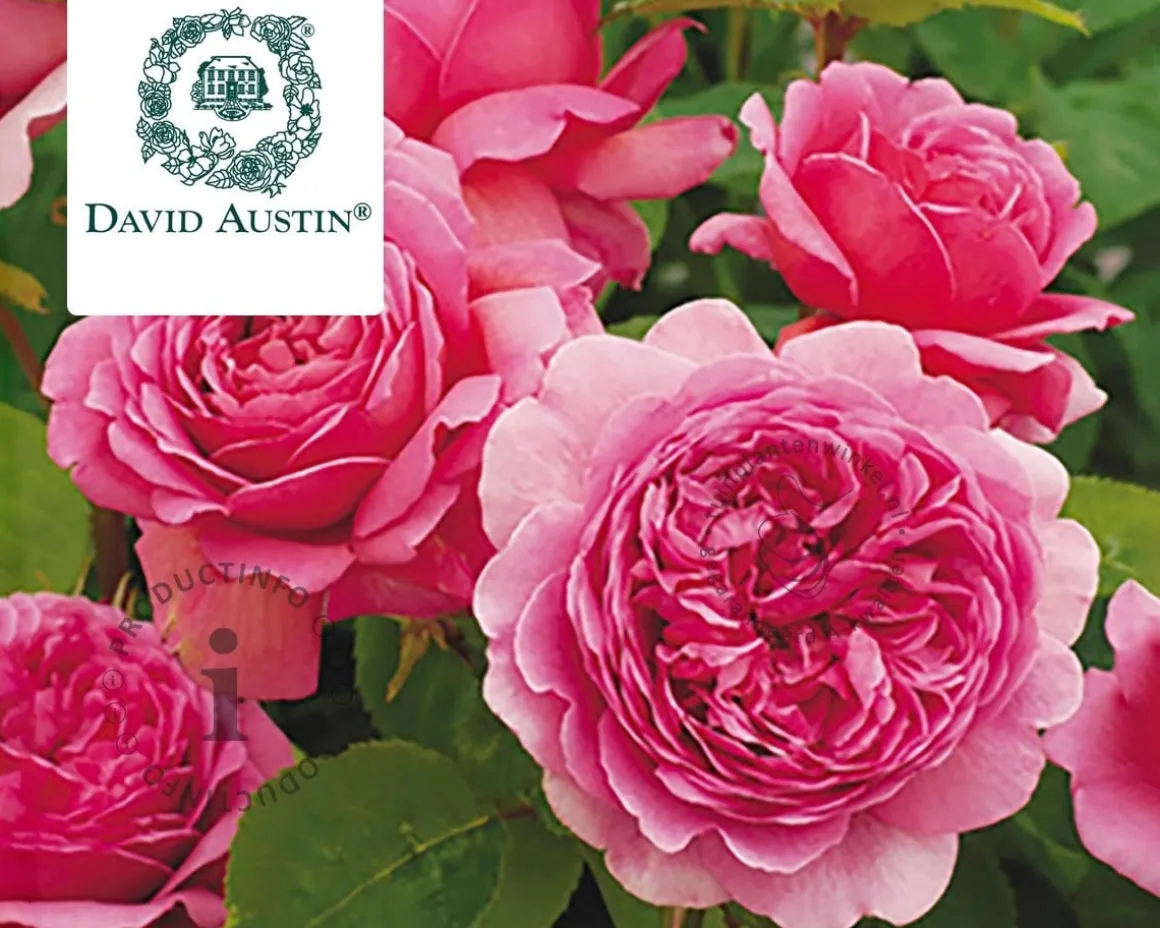 Rosa 'Princess Alexandra of Kent'