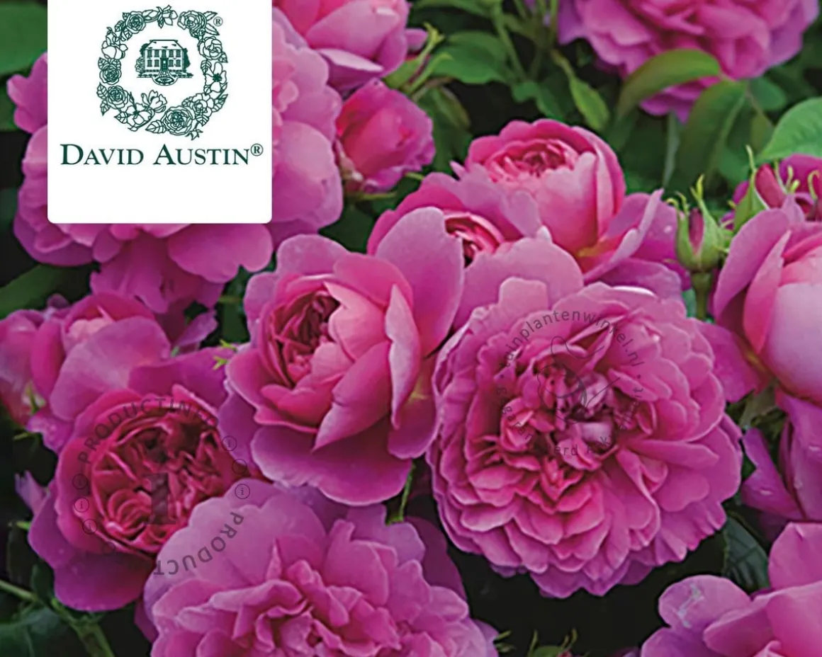 Rosa 'Princess Anne'
