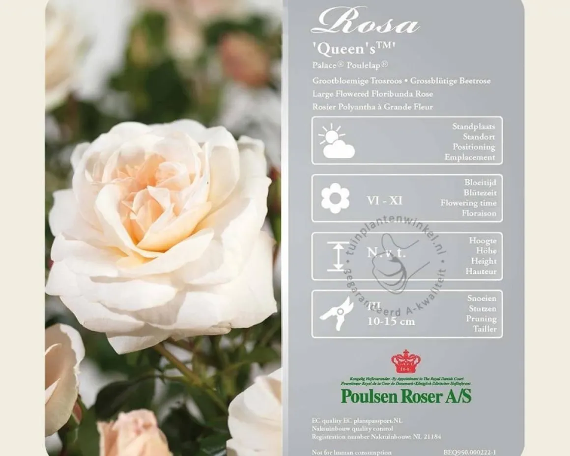 Rosa 'Queen's Palace' - op stam