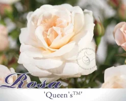 Rosa 'Queen's Palace' - op stam
