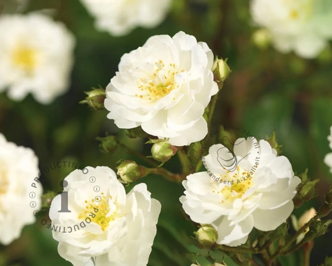 Rosa rambler 'Guirlande d'Amour'