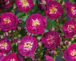 Rosa rambler 'Perennial Blue'