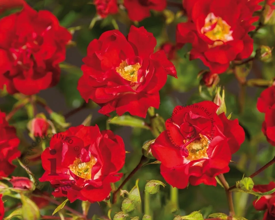 Rosa rambler 'Rambling Rosie'