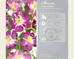 Rosa rambler 'Veilchenblau'