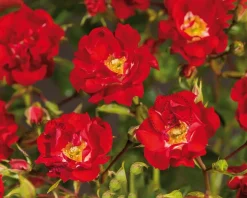 Rosa 'Rambling Rosie' - op stam