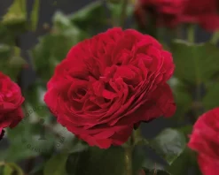 Rosa 'Red Leonardo da Vinci'