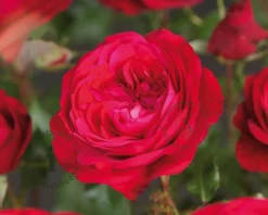 Rosa 'Red Meilove'