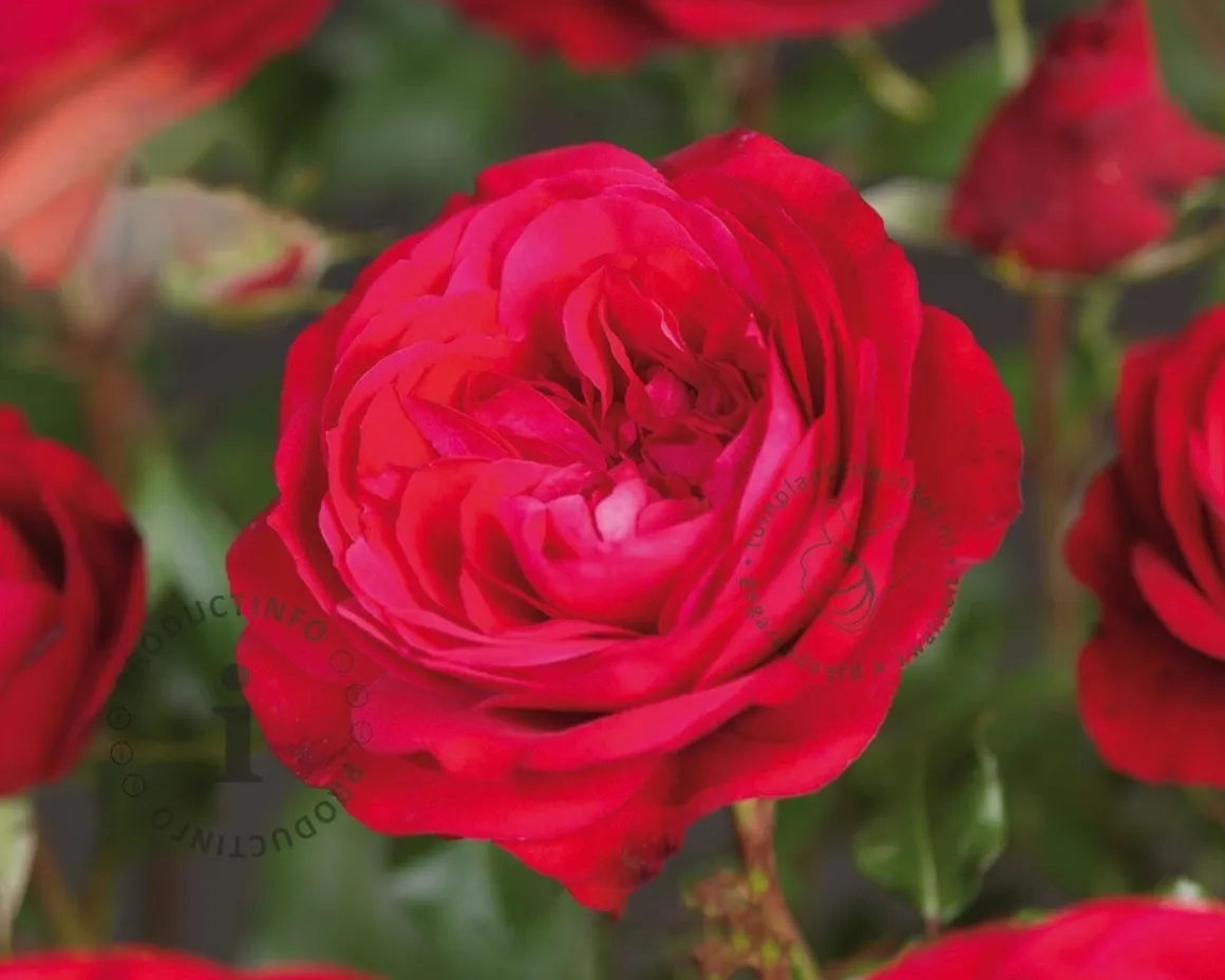 Rosa 'Red Meilove' - op stam