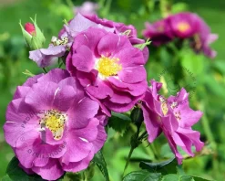 Rosa 'Rhapsody in Blue'