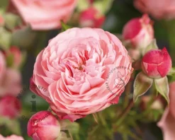 Rosa 'Rose Meilove' - op stam
