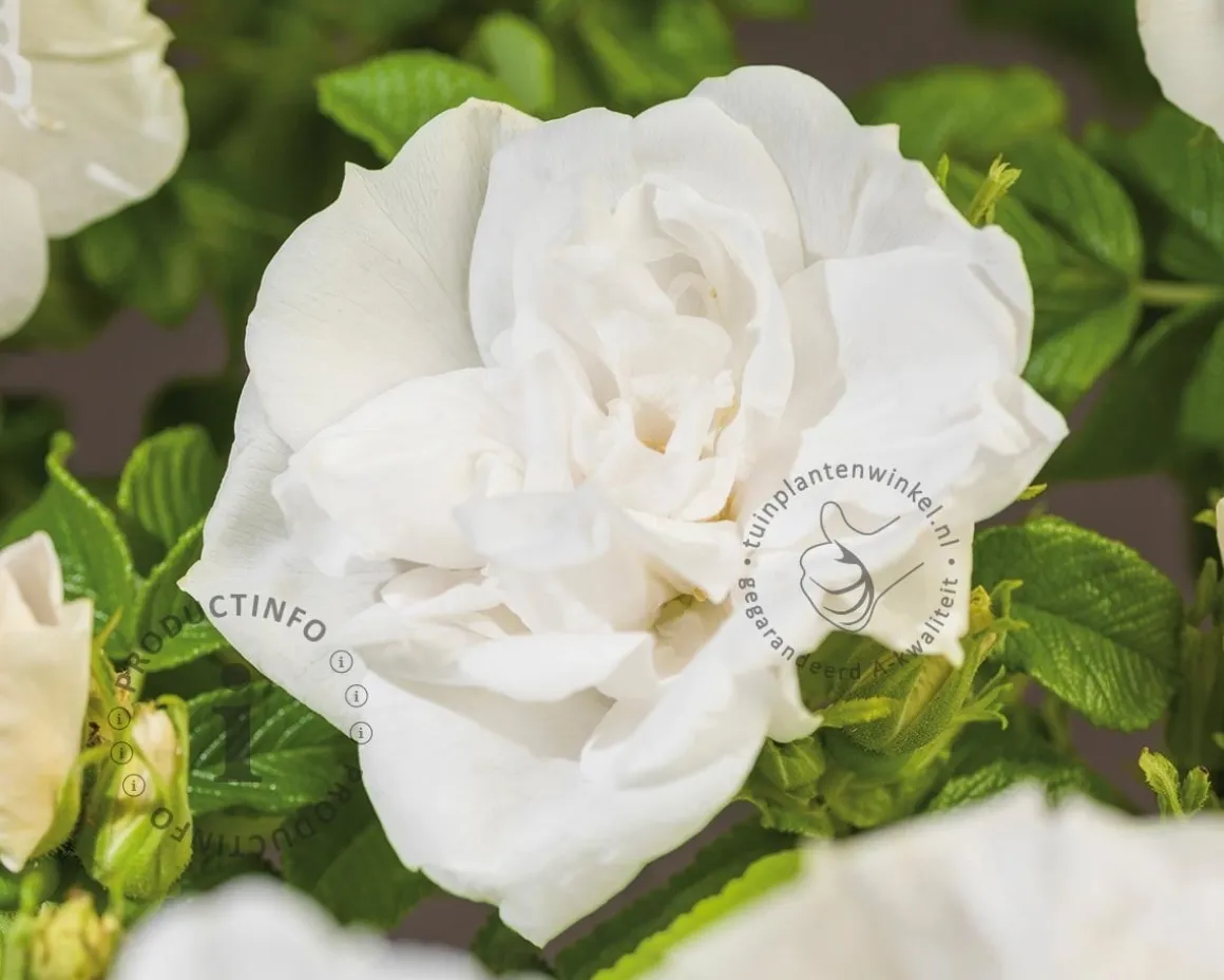 Rosa rugosa 'Blanc Double de Coubert'