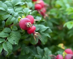 Rosa rugosa - blote wortel