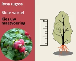 Rosa rugosa - blote wortel
