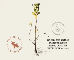Rosa rugosa - blote wortel