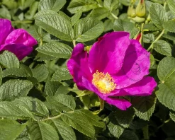 Rosa rugosa - blote wortel