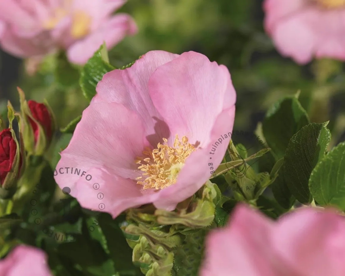 Rosa rugosa 'Dagmar Hastrup'