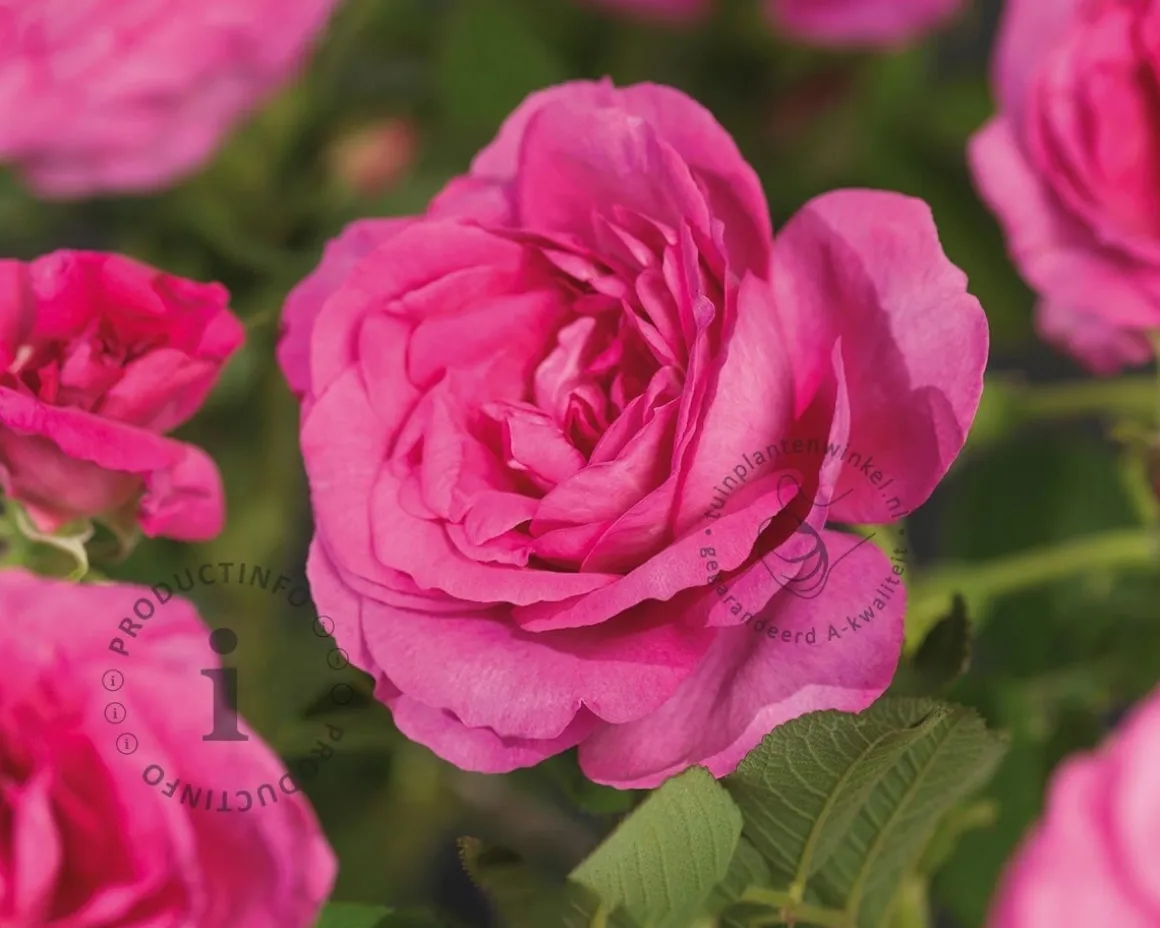 Rosa rugosa 'Rotes Meer'