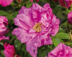 Rosa rugosa 'Zwerg'