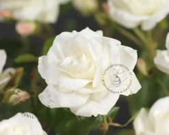 Rosa 'Schneewittchen' - op stam