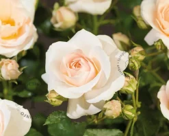 Rosa 'Sirius' - op stam