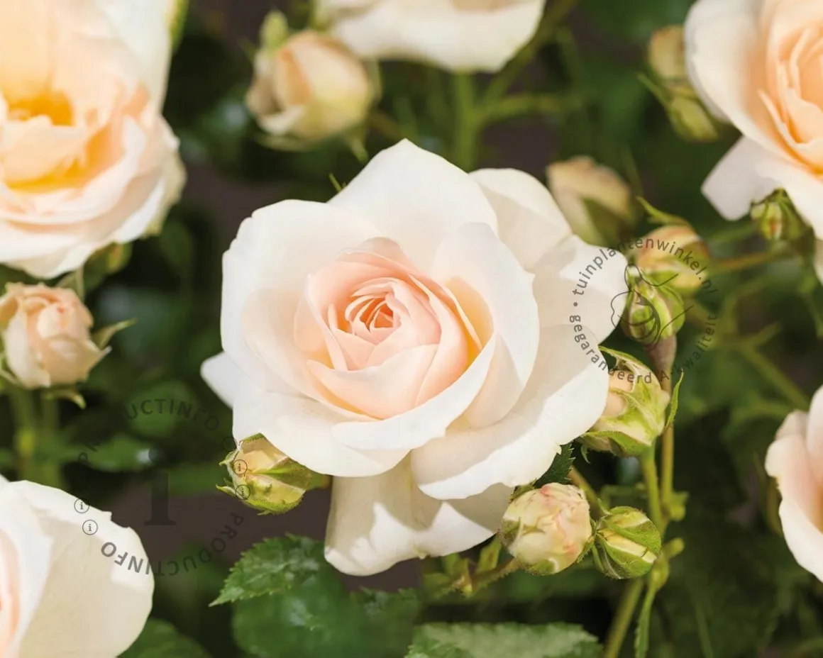Rosa 'Sirius' - op stam
