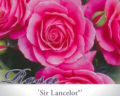 Rosa 'Sir Lancelot'