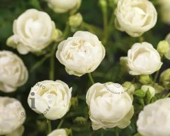 Rosa 'Snövit'