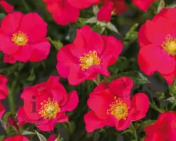 Rosa 'Stadt Rom'