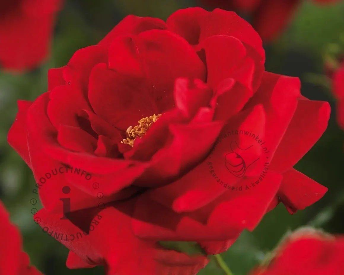 Rosa 'Sympathie'