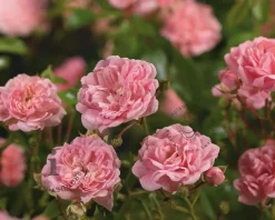 Rosa 'The Fairy'