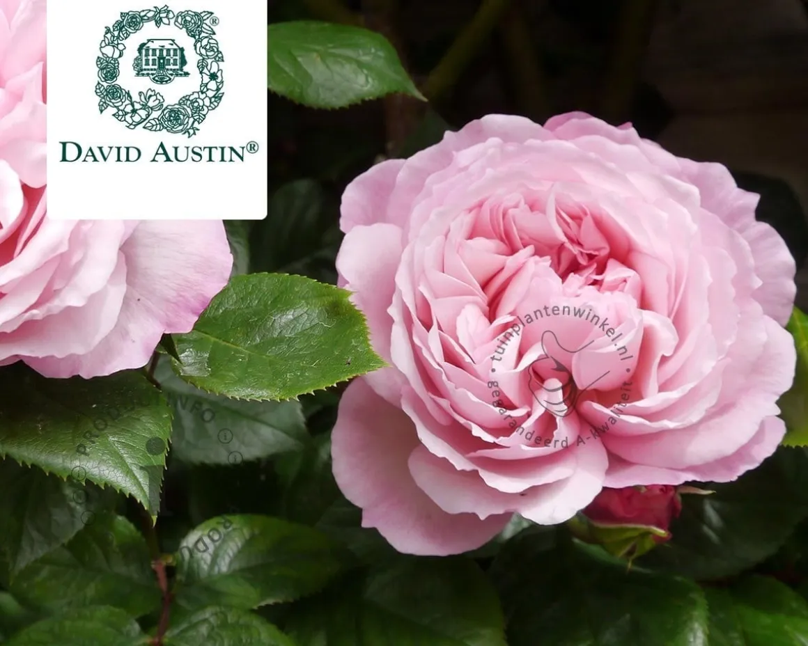 Rosa 'The Generous Gardener'