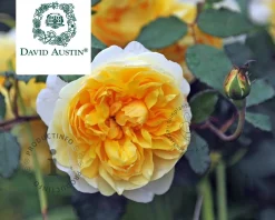 Rosa 'The Poet's Wife' - op stam